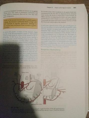 Small animal surgery (T.W. Fossum)