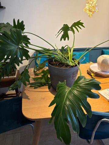 Twee gratis planten ( ZONDER POTTEN)