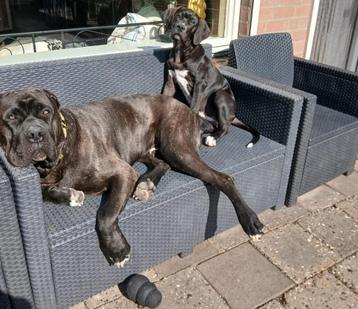 Lieve Justin (2) zoekt nieuw thuis