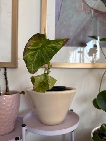 Gratis Syngonium Confetti Milk - Trips