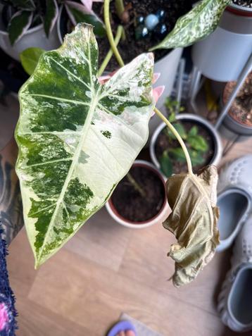 Alocasia Frydek Variegata thrips - Gratis!