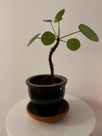 Pannenkoekplantje (excl pot)