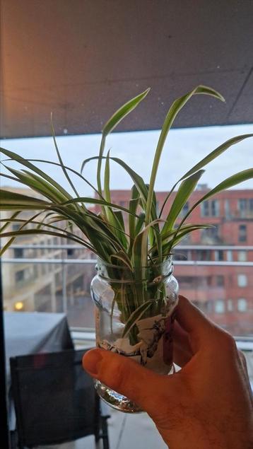 Stekkie, gratis op te halen - leidsche rijn