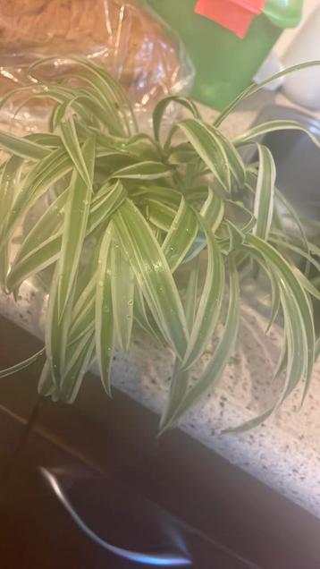 Stekjes spinplant gratis ophalen