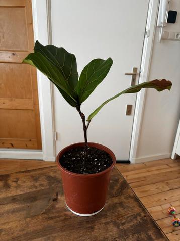 Gratis Vioolblad stekje - Landlust