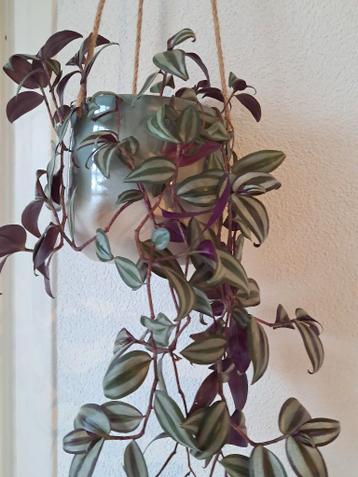Stekjes Tradescantia Zebrina Violet hangplant
