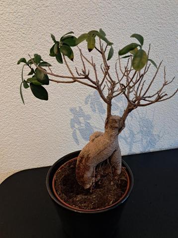 Ficus Ginseng
