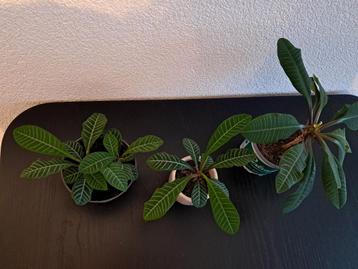 Madagascar Jewel stekjes