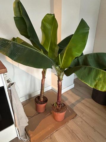 Bananenplanten 2 stuks