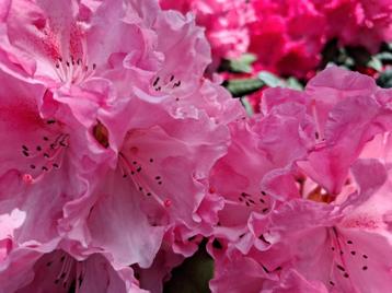 Gratis verhuisdoos vol met strips en leesboeken.