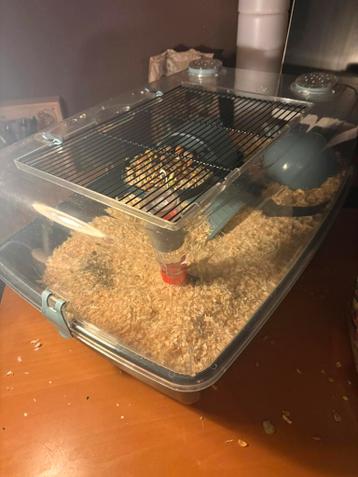 3 kleurmuizen inclusief hok