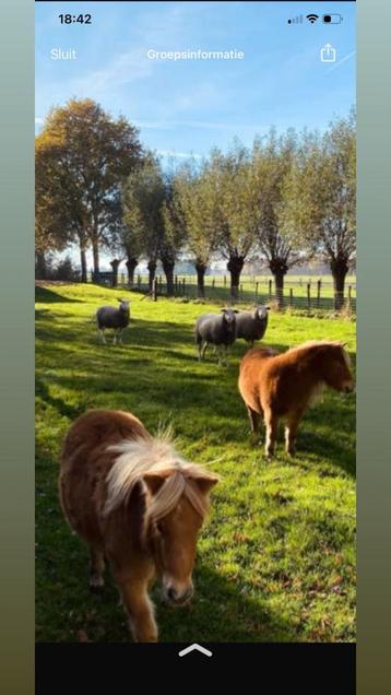 Leuke shetlanders. Nova en romy