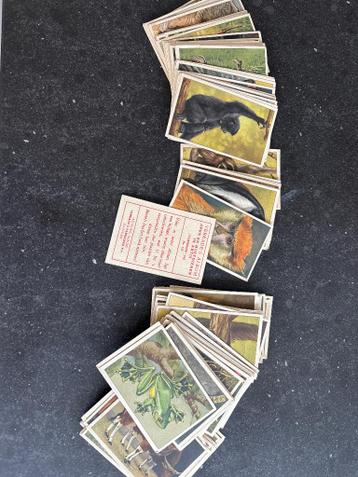 Historische Artis Verkade’s Album dierenplaatjes