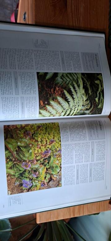 Natuurboek: Woodwardia & Wulfenia