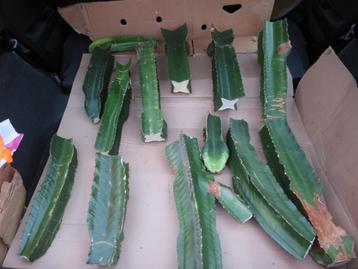 Gratis af te halen stekken Cowboy Catus Euphorbia ingens
