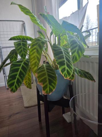 Mooie Calathea Zebrina in stenen pot- ruilen