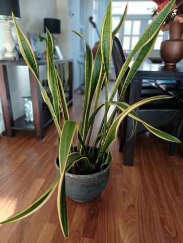 Sanseveria in stenen pot - Gratis af te halen! In Etten-Leur