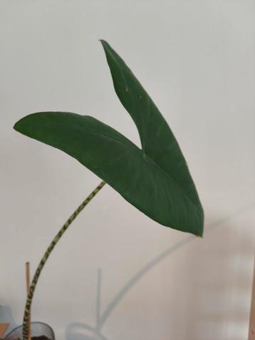 Zebraplant (Alocasia Zebrina) Stek - Gratis!