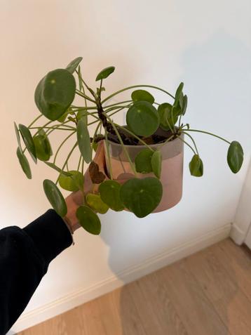 Gratis Pannenkoekenplantje af te halen