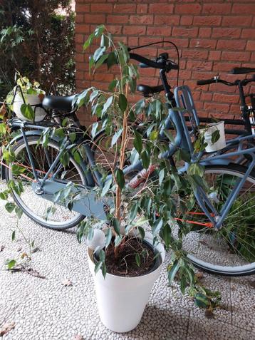 Kamerplanten mix - Ficus, en hangplant