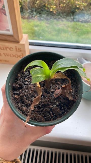 Bananen plant baby GRATIS