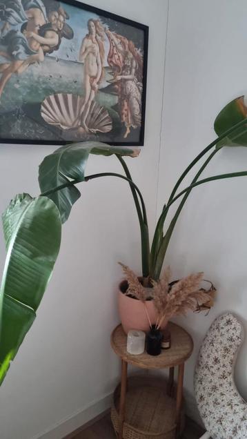 Strelitzia | GRATIS | zonder pot afhalen