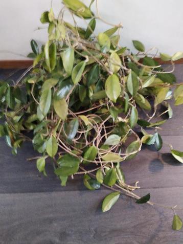 Hoya Bella stekken (kamerplant)