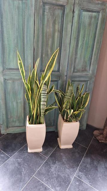 Sansevieria planten in pot