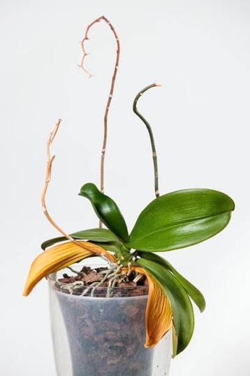 Rescue Orchideeën gezocht