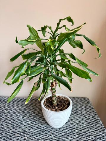 Dracaena fragrans