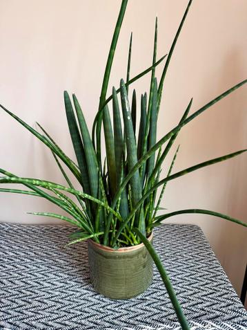 Sansevieria cylindrica