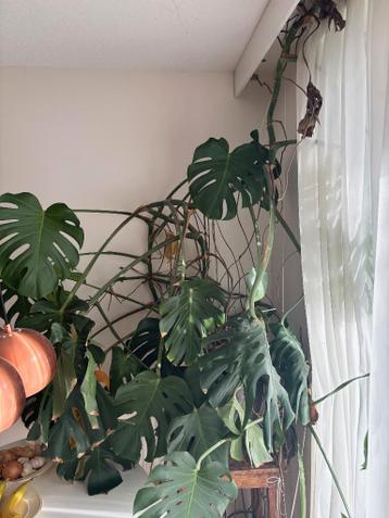 Kamerplant - Gatenplant (Monstera Deliciosa) in goede staat