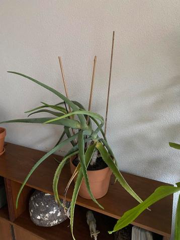 Oude Aloe vera plant gratis ophalen heeft aandacht nodig