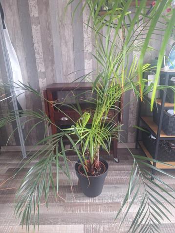 Grote Palmplant - 160 cm