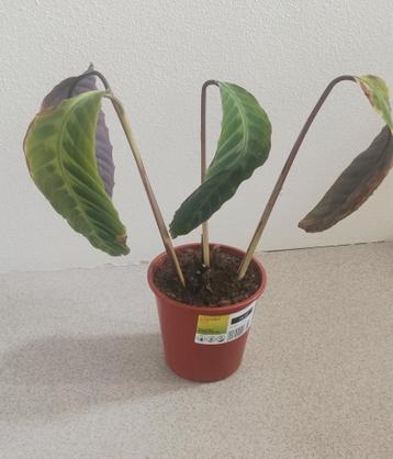 Gratis 2 kamerplanten