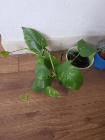 Gratis   kamerplanten