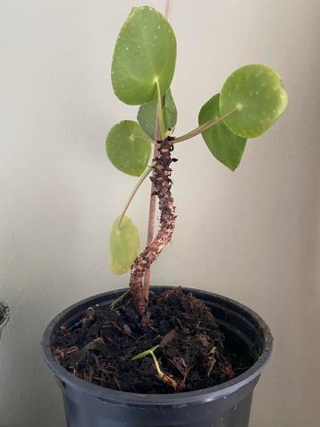 Gratis Pannenkoekenplant - Leuk stekje!