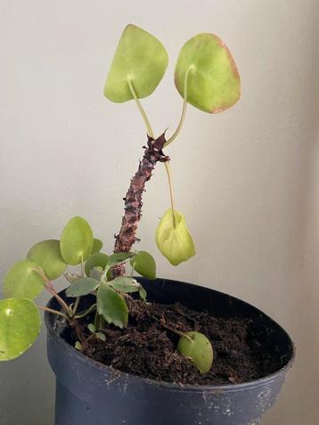 Gratis Pilea stekjes