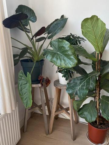 Twee Stoelen/Two wooden stools