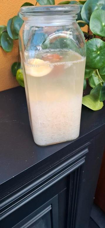 Gratis waterkefirkorrels.