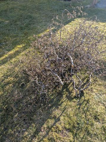 Takken van de krulhazelaar