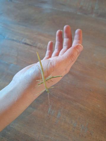 Gratis af te halen wandelende takken