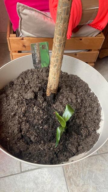 Gratis kamerplant Dracaena