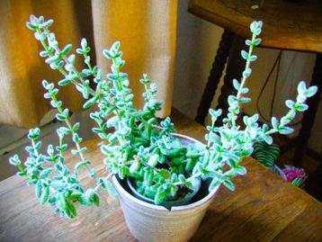 Stekje van augurkenplantje (Delosperma echinatum).