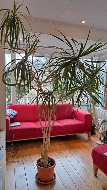 Palm kamerplant 2m hoog gratis