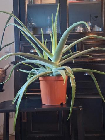 Aloe plant