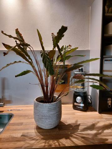 GRATIS kamerplant inclusief pot