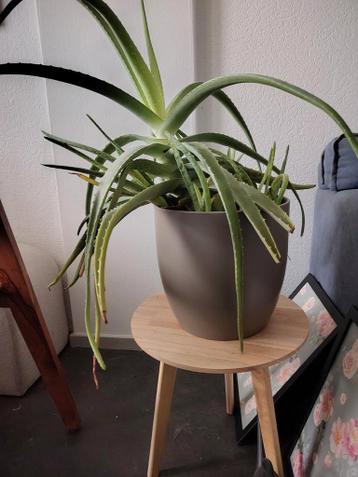 Gratis Aloë Vera plant