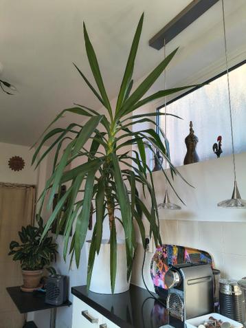Kamerplant (Yucca)