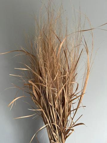 Bloemschikken | Panicum Northwind | Gedroogd gras